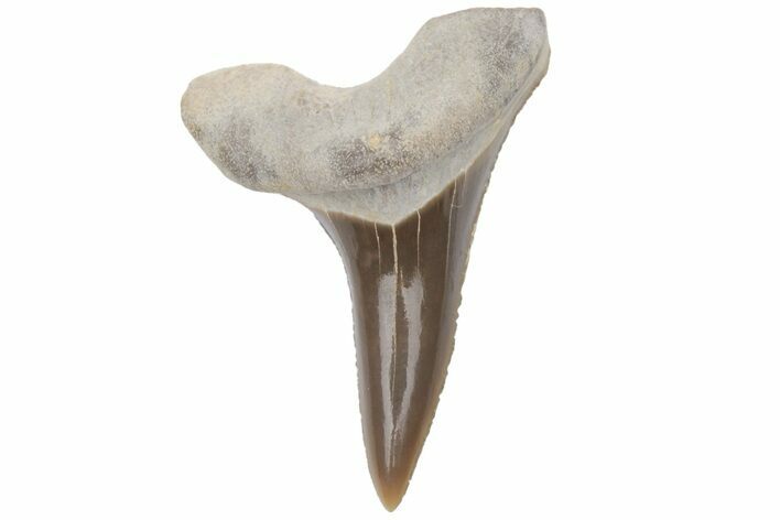 Fossil Ginsu Shark (Cretoxyrhina) Tooth - Kansas #219163
